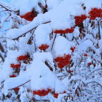 В снежном плену :: Татьяна Лютаева