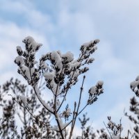 Припорошила :: Валерий Иванович Припорошила :: Валерий Иванович