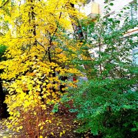 Осень. :: Владимир Драгунский