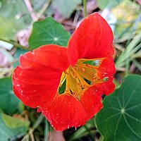 Цветы. :: Владимир Драгунский Цветы. :: Владимир Драгунский