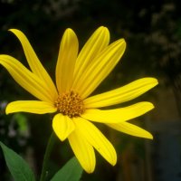 Солнечный :: Елена Семигина