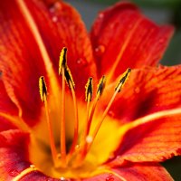 Лилейник :: Олег Загорулько Лилейник :: Олег Загорулько