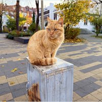 Как всегда, на своём месте. :: Валерия Комова Как всегда, на своём месте. :: Валерия Комова