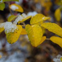 Ветка шиповника с жёлтыми листьями в снегу :: Александр Синдерёв
