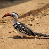 Западноафриканский токо :: Liliya 