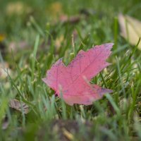 Осень :: Тамара Федорова