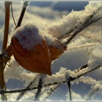 Физались украсился :: Aleksandr Gal Физались украсился :: Aleksandr Gal