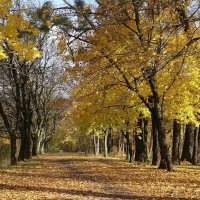 Ноябрьские зарисовки :: Рита Симонова