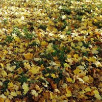 Ноябрьские зарисовки :: Рита Симонова