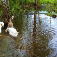 гуси :: Владимир 