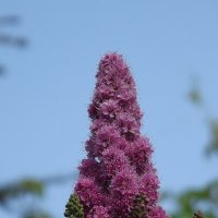 Спирея :: Freddy 97