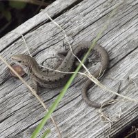 Ящерица :: Freddy 97