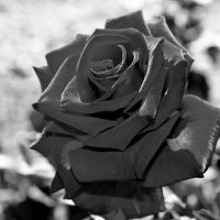 * :: Татьяна Лютаева