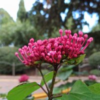 Природа Крыма :: Галина Природа Крыма :: Галина