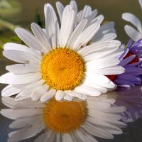 Гляделась в зеркало ромашка. :: nadyasilyuk Вознюк