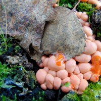 Грибочки. :: nadyasilyuk Вознюк Грибочки. :: nadyasilyuk Вознюк