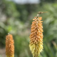 Стрекоза :: Марина Панькина