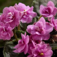 Домашняя фиалка! :: Нина Андронова