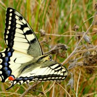 опять про бабочек...104 :: Александр Прокудин опять про бабочек...104 :: Александр Прокудин