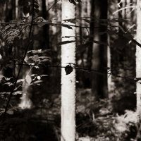 Фотография :: Денис Безногов