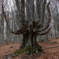 Древо... :: Дмитрий А