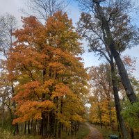 Осень :: Сапсан 