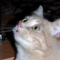 Куда бы мне запрыгнуть ? :: nadyasilyuk Вознюк Куда бы мне запрыгнуть ? :: nadyasilyuk Вознюк