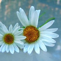 Ромашки. :: nadyasilyuk Вознюк