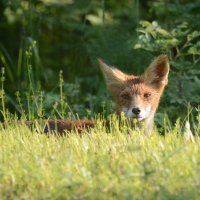 Разведка :: Михаил Белоусов