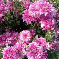 *** :: Любовь Сахарова