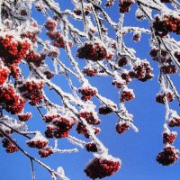 Рябина в снегу :: Людмила Смородинская Рябина в снегу :: Людмила Смородинская