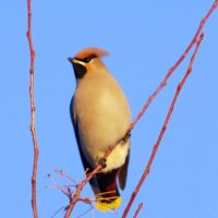 Свиристель. :: сергей ермошкин