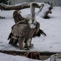 ОСЕНЬ - Первый снег :: Владимир Максимов