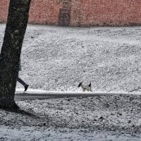 У стен кремля :: Виктория Поликарпова