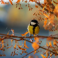 Редкий солнечный день :: Наталья Димова