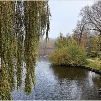 Картинка осени. Ноябрь. :: Валерия Комова Картинка осени. Ноябрь. :: Валерия Комова