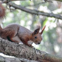 Вся в заботах :: Alexandеr P
