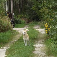 На кого бы полаять? :: Freddy 97