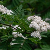 *** :: Виктор Иванович Чернюк *** :: Виктор Иванович Чернюк