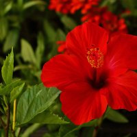 Гибискус анфас :: Светлана 