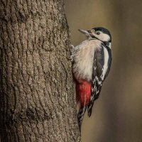 Большой пёстрый дятел. :: Nik Lovec