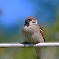 важный такой .... :: Andrey Bragin важный такой .... :: Andrey Bragin