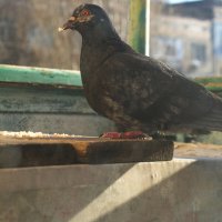 Вот гад! :: Александр Лычагин