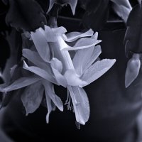 Все оттенки серого :: Людмила Фил