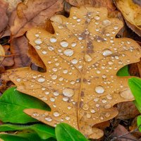 *** :: Виталий Емельянов