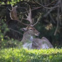 Олень. :: Александр 