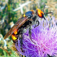 Сколия в пыльце :: Константин Штарк