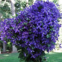 Клематис Джекмана Суперба, «королева цветущих лиан» :: Валерий Кокорев