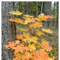 Осенняя :: Виктор  /  Victor Соболенко  /  Sobolenko