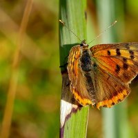 опять про бабочек...107 :: Александр Прокудин